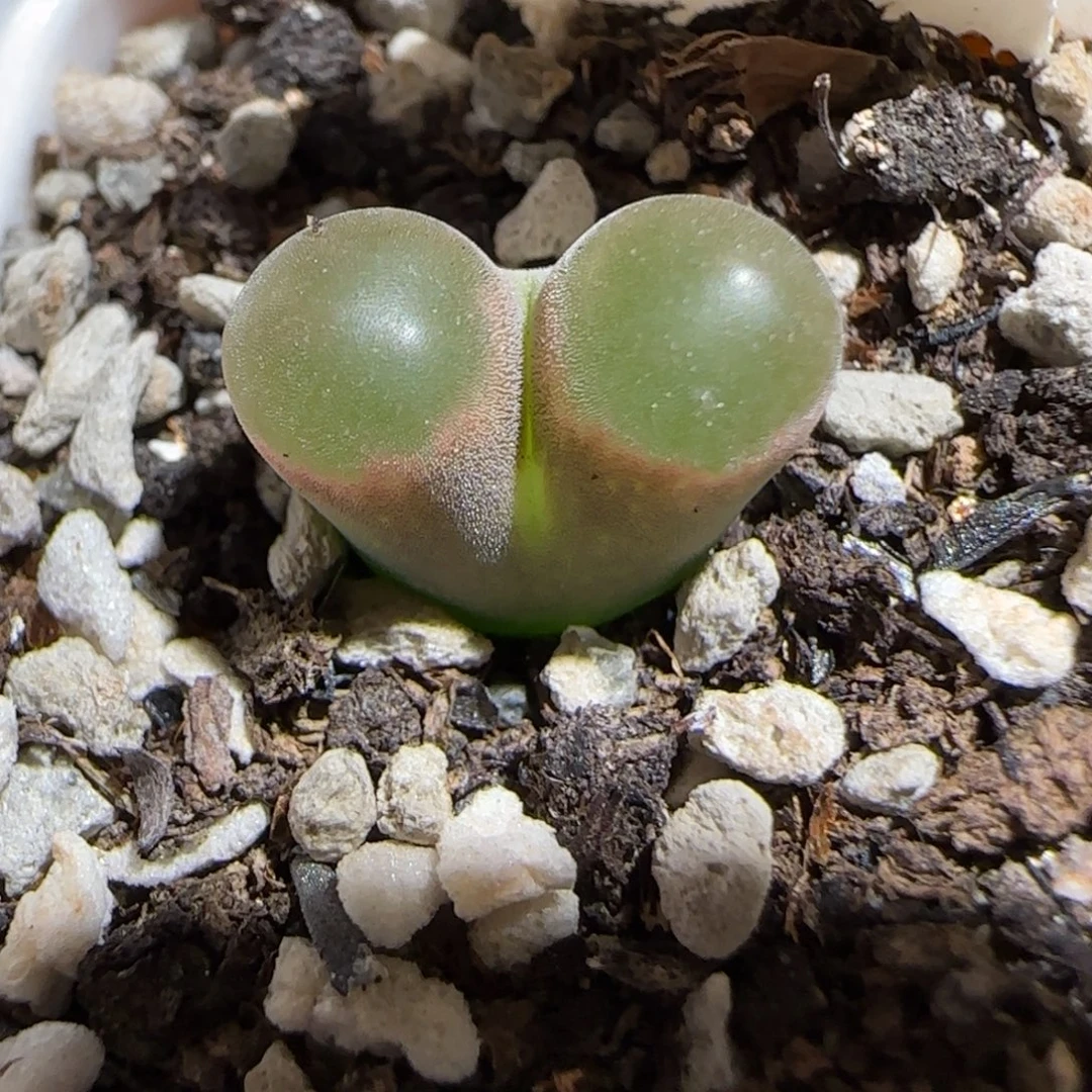 肉锥多肉植物组合-磁铁726