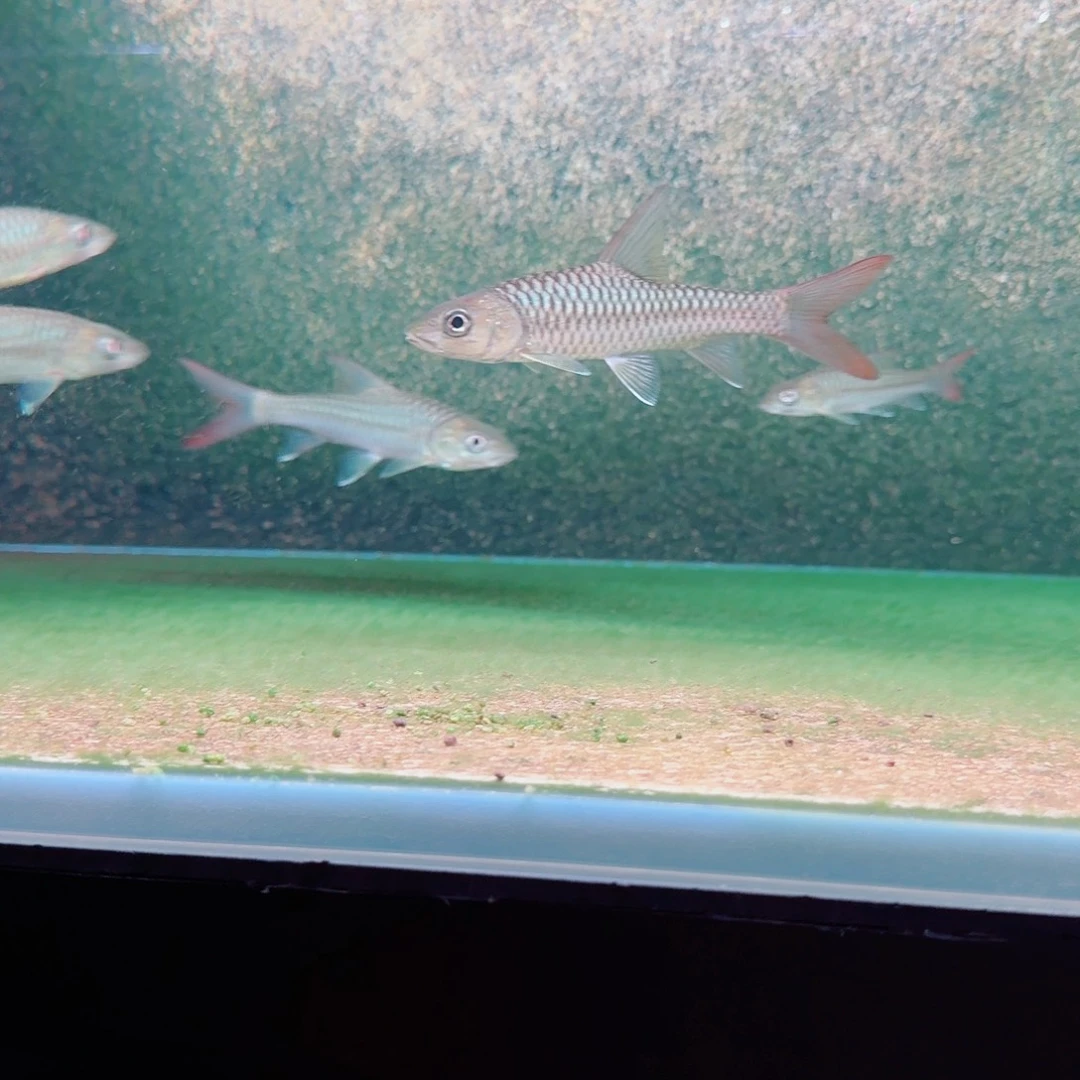 盈江结15cm顺丰包邮。