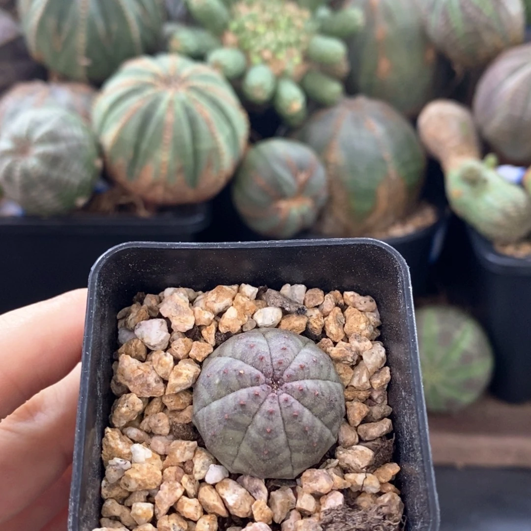 欧系实生布纹球一物一拍