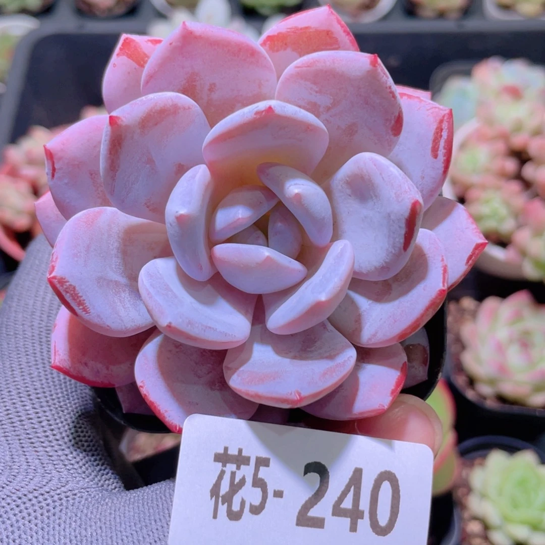 花利美 5-240糖心雪天使