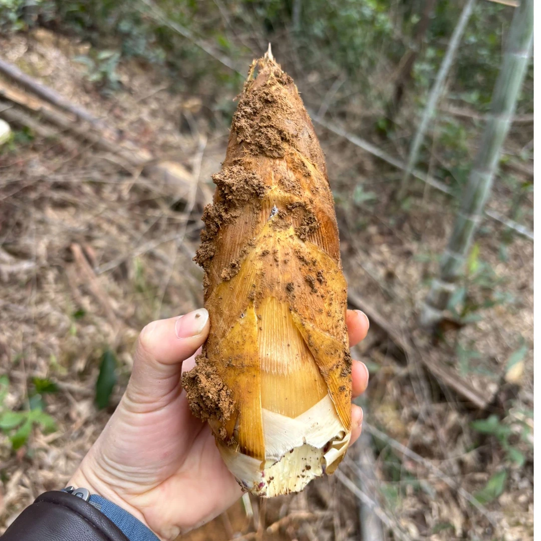 桂林深山新鲜现挖春笋竹笋顺丰包邮