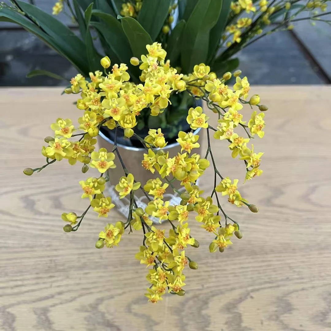 特A级金玉满堂  7支 金色 梦香兰 香味浓郁适合卧室客厅书房