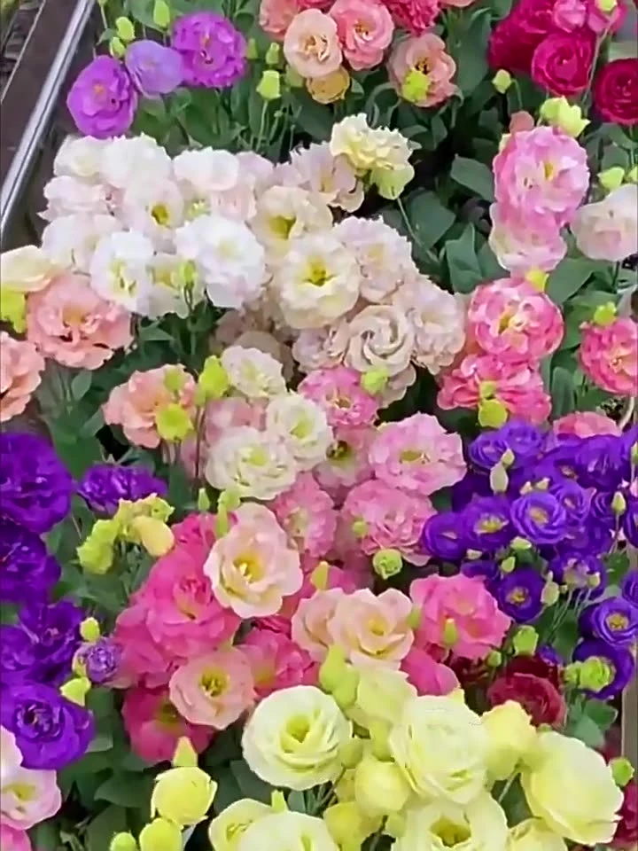 【抢】洋桔梗波浪恰空舞重瓣切花盆栽多年生洋波浪恰空舞花