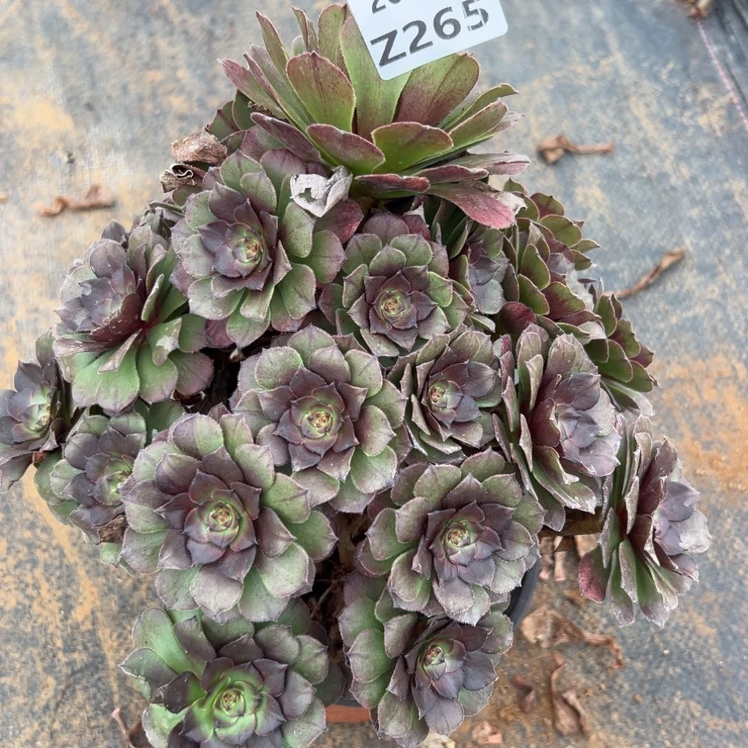 265红太阳，满20包邮嘟叮熊