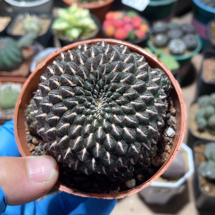 019乌金丸仙人球