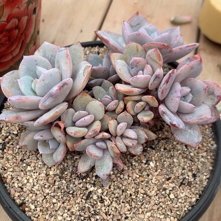 多肉植物韩版奶茶自然群