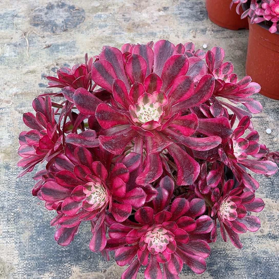 多肉植物红同白锦多肉