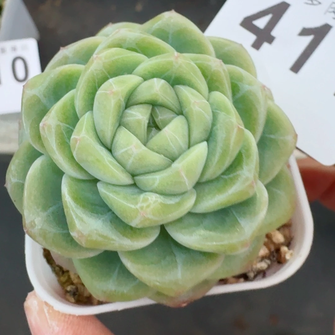 绿体珍妮      愿你一路坦途，乘风破浪展宏图