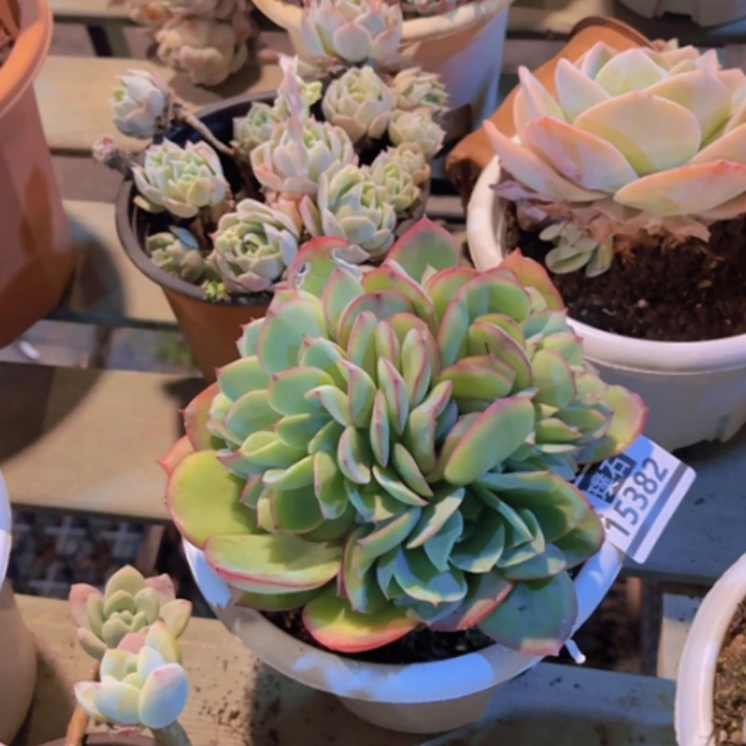 【闪购商品】～***～牡丹亭缀15382