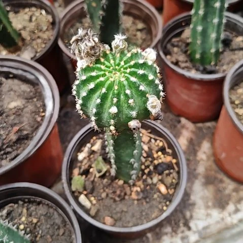 妖蝶秀普嫁接仙人球