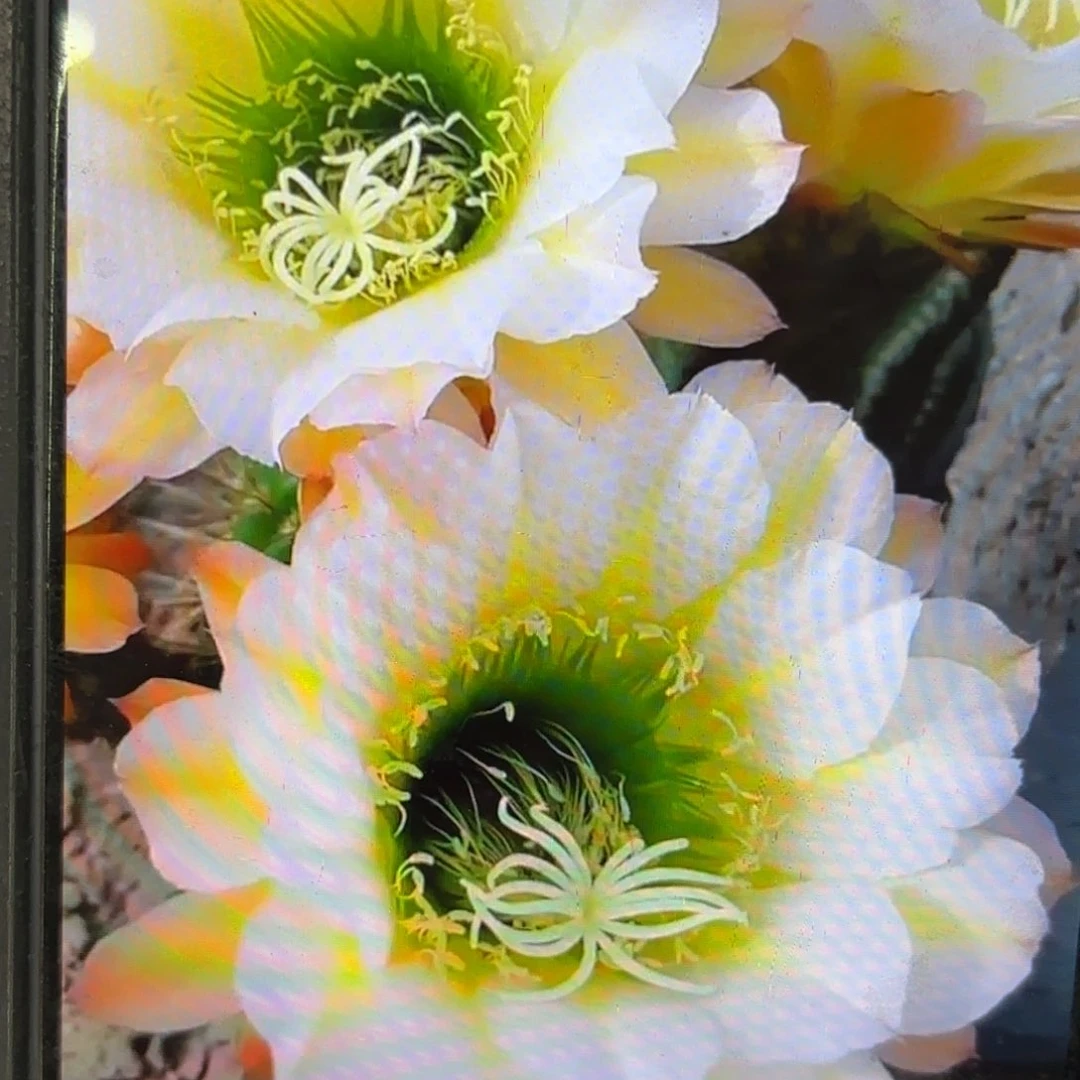 六月五毛侧牙20包邮仙人球11