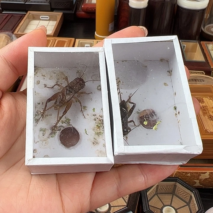 仅一天鸣虫2元开始包邮