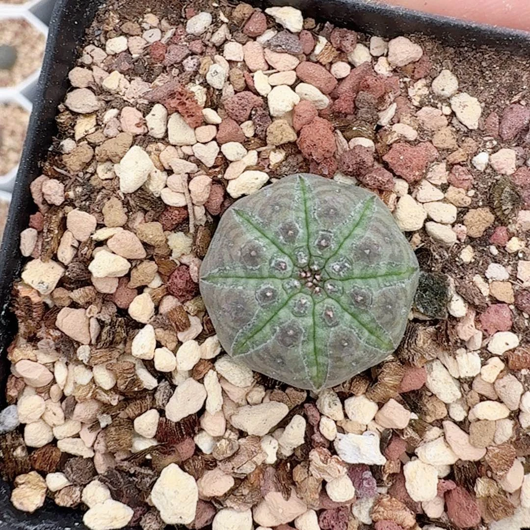 那***谁实生白肌神玉带盆发货