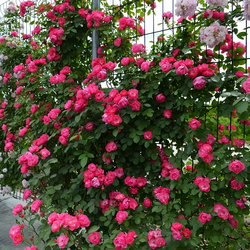 中苗藤本月季花苗蓝色阴雨龙沙宝石月季阳台庭院花园植物四季开花