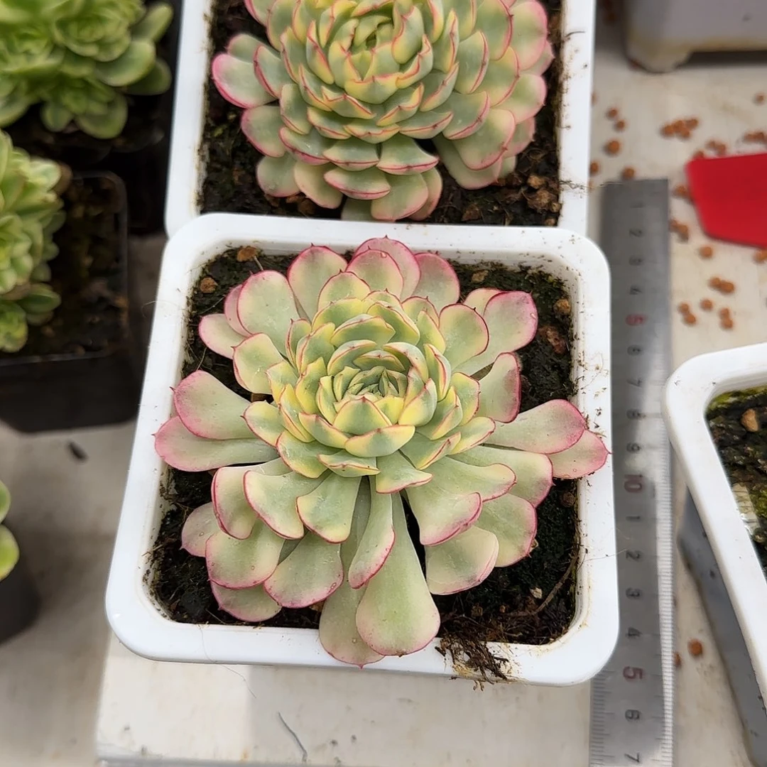 梦幻玫瑰锦多肉植物