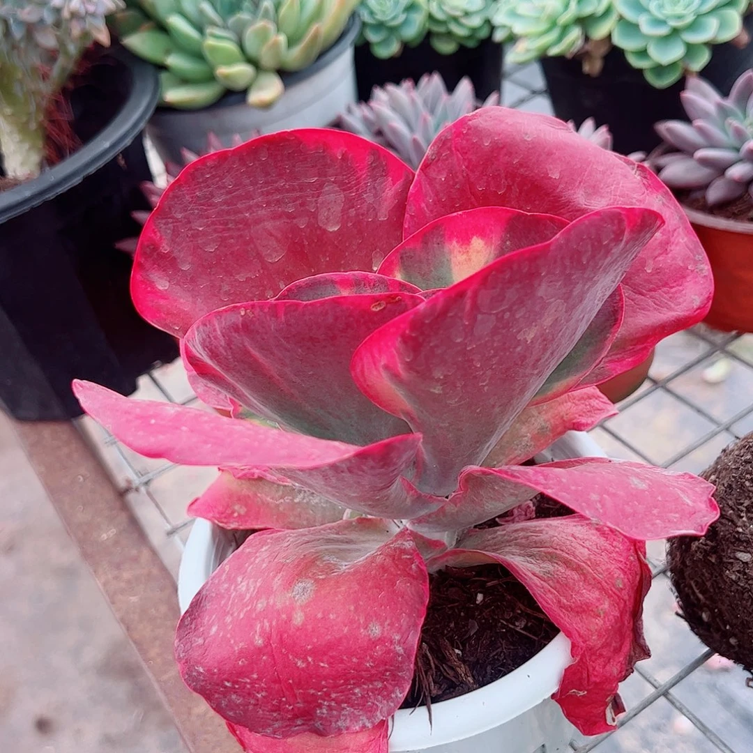 唐印锦大单头精品特价