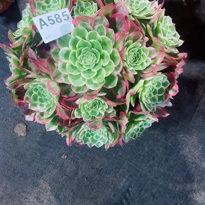 法师锦水蜜桃多肉585