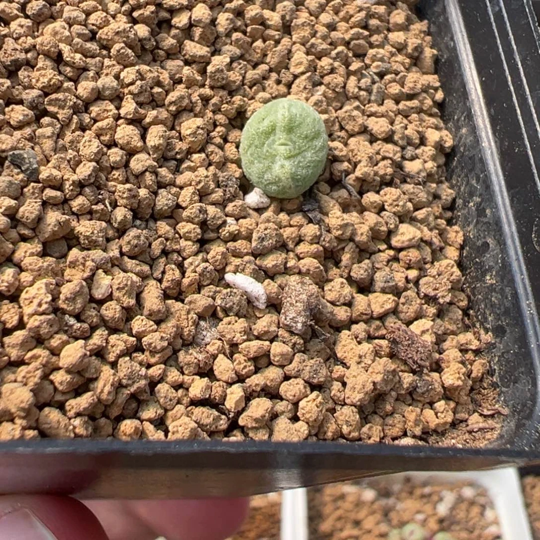 17-171绿豆糕多肉植物