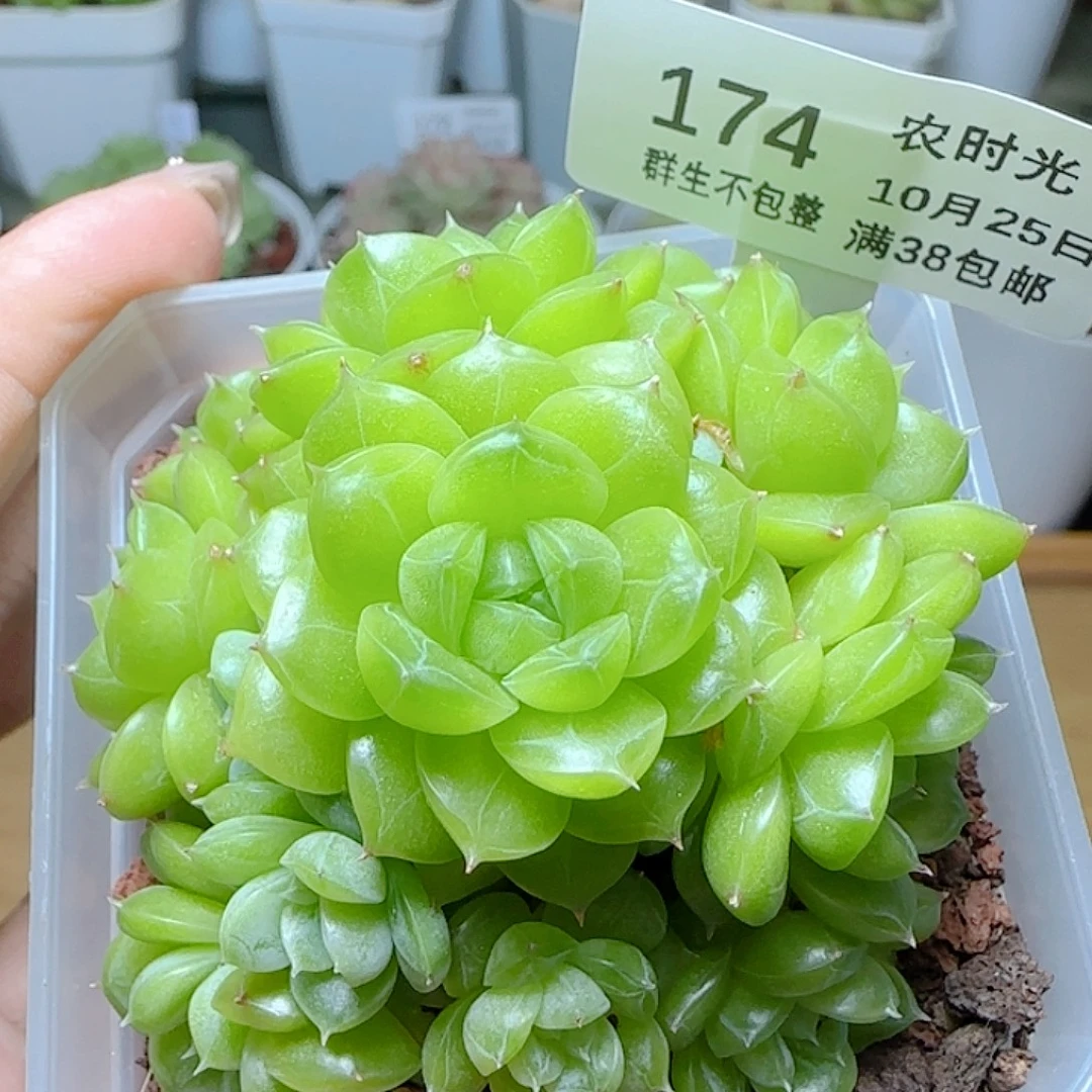 闪购商品1025-174m1-172