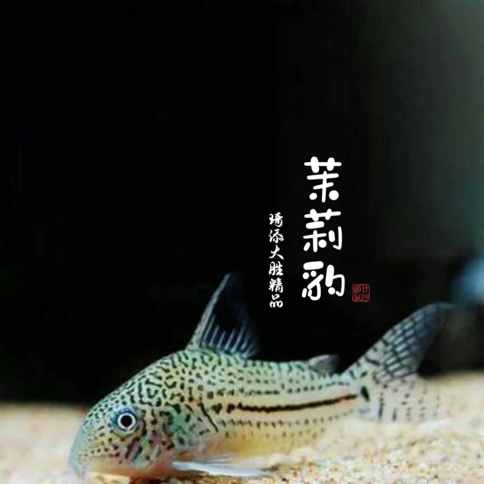 观赏鱼 茉莉豹鼠观赏鱼