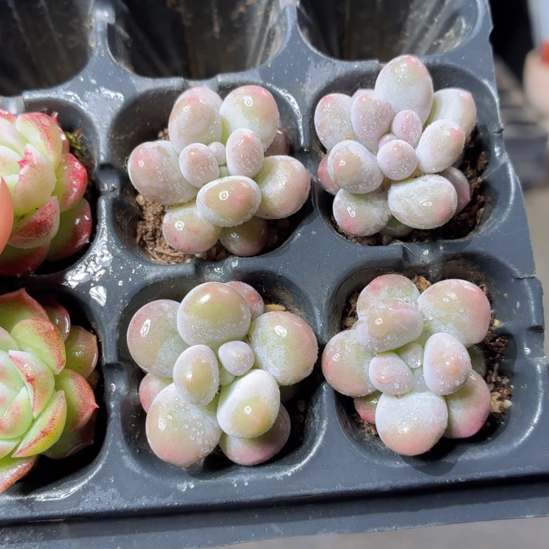 汤圆多肉9.9包邮发货