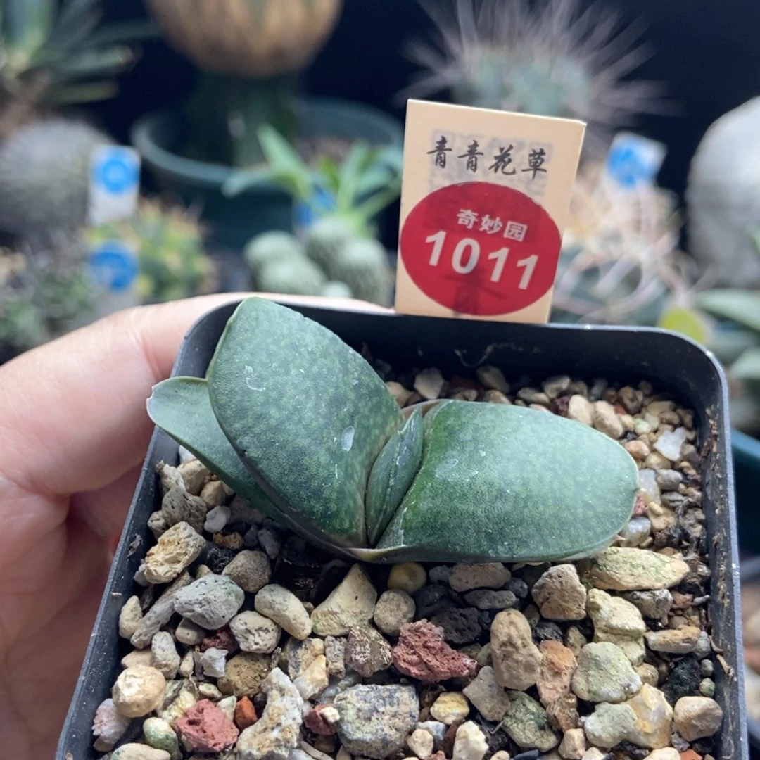 恐龙卧牛一棵仙人球