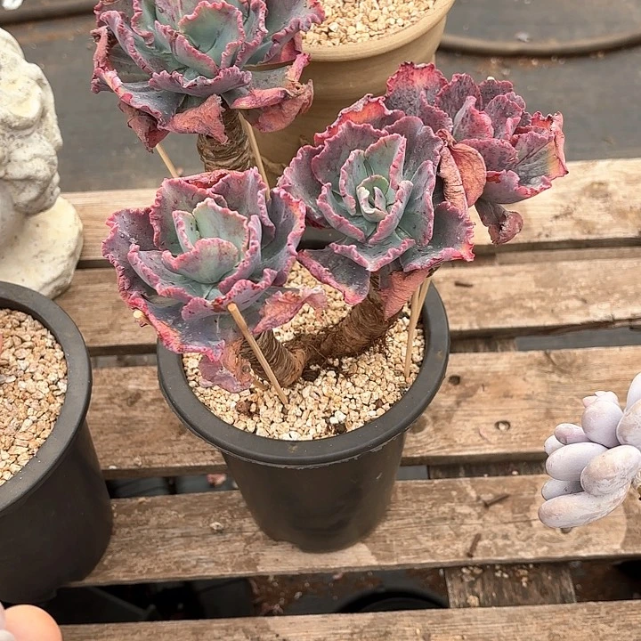 多肉植物，舞会红群