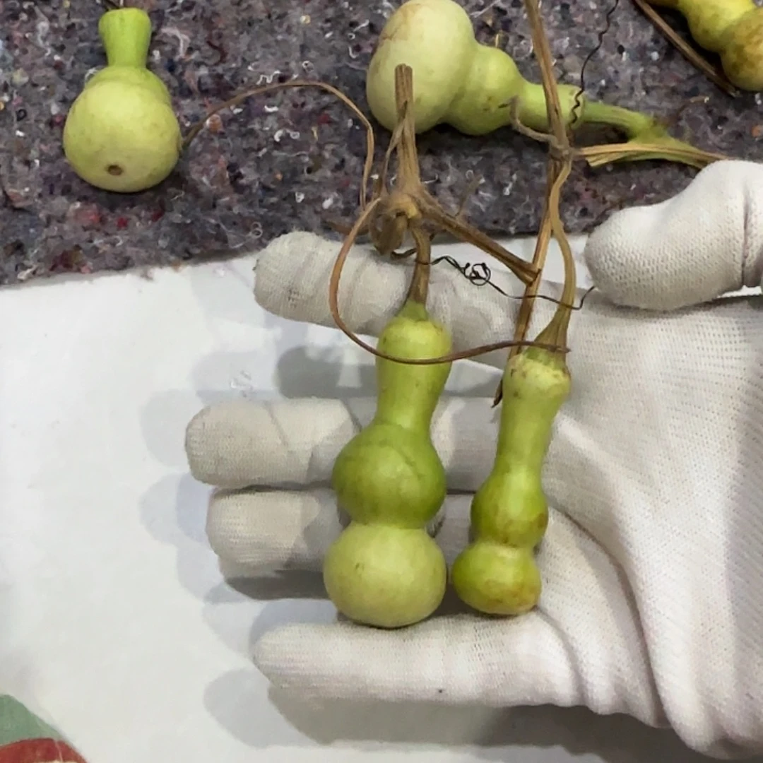 药***丸葫芦gggggggggggggg