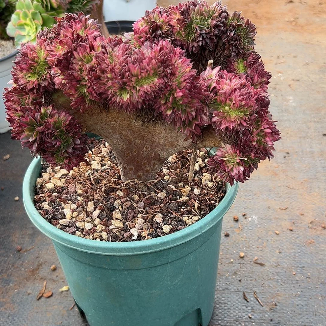 仙墨缀化老桩厚板哪