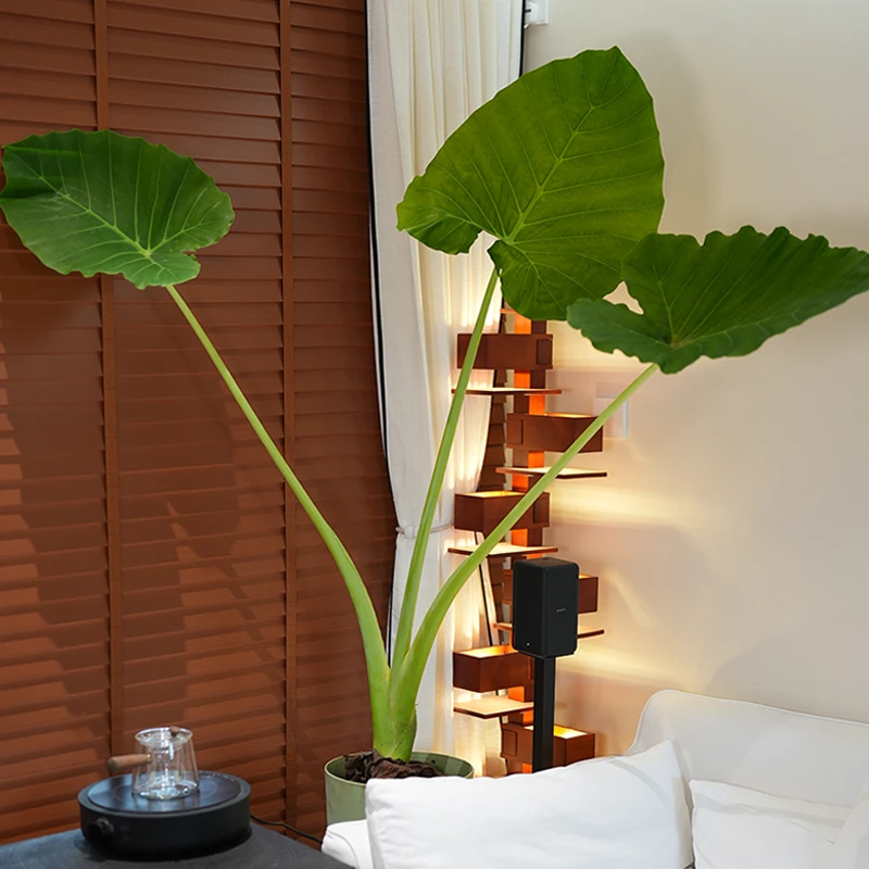 网红绿植大型象耳芋室内外巨型植物龙猫同款大野芋四季长青耐阴晒