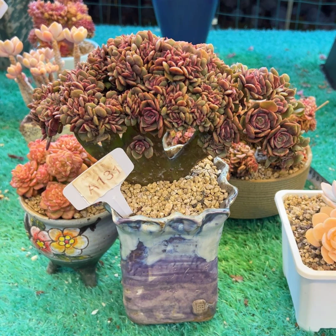 铮***扬，，，，，，，，，，，，，，，，，，