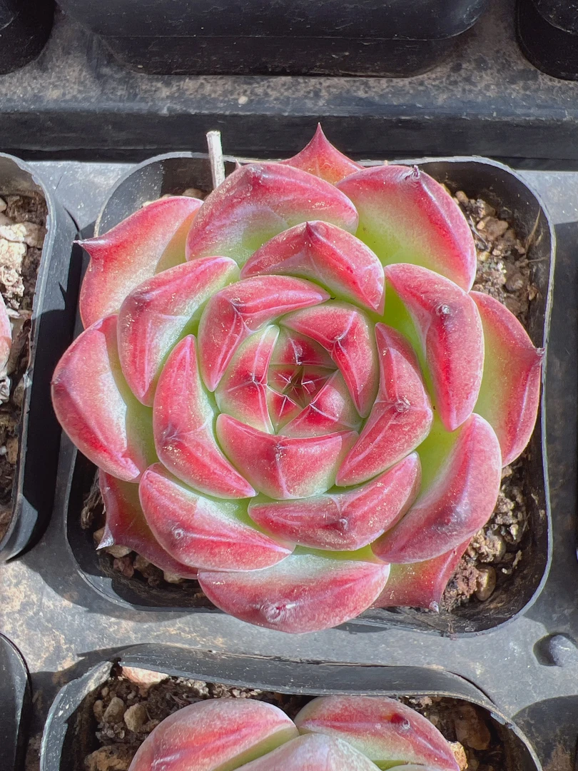 芙罗拉混发3颗（3-5cm）70#脱土