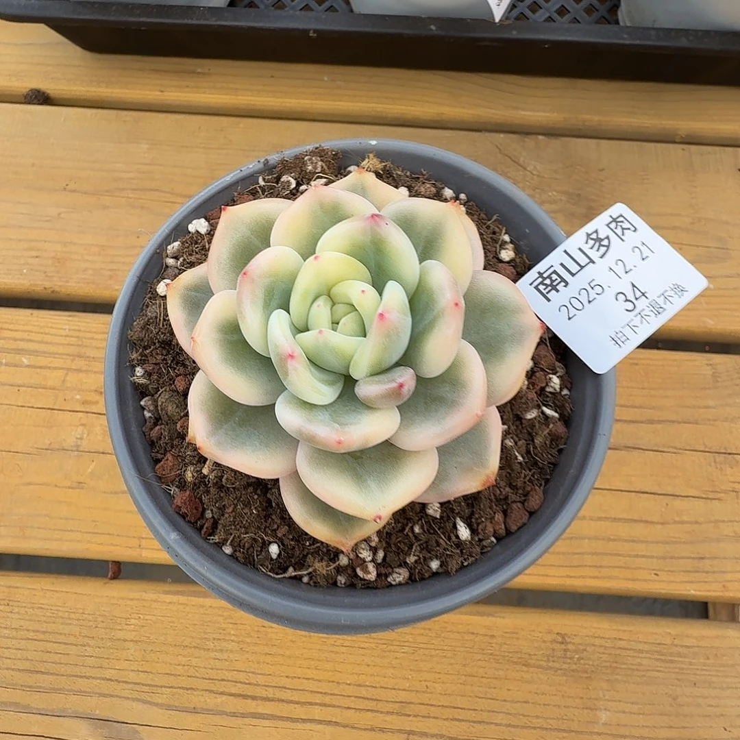 伊丽莎白锦1111221-34