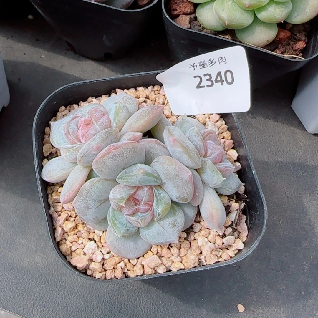 红皇后，2340多肉植物