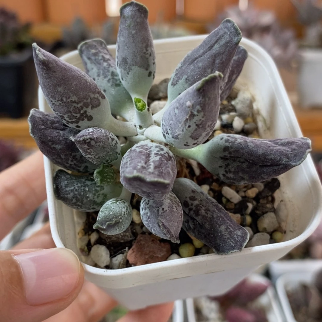 【闪购商品】无花朵紫海豹