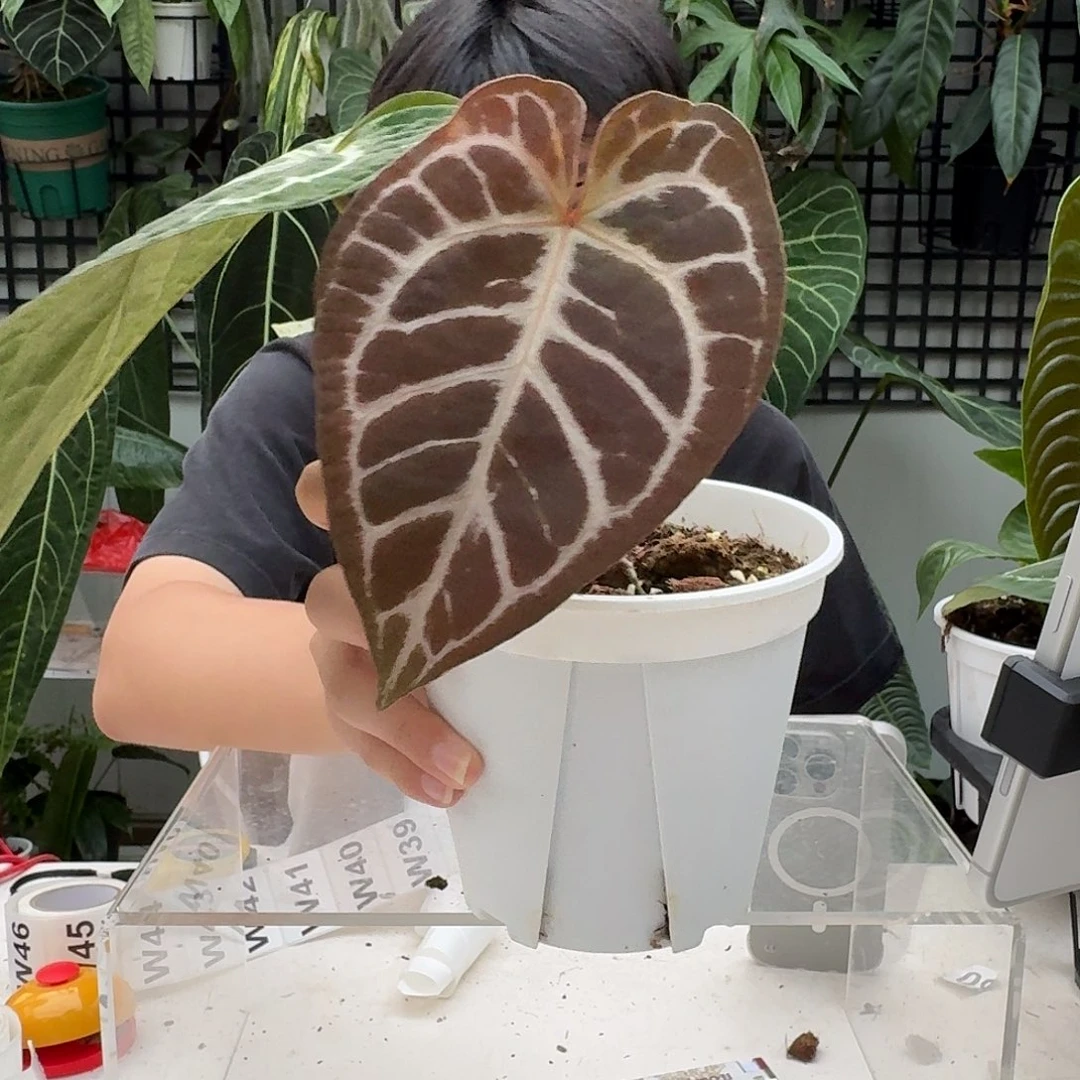 完全开放W38 树莓杂红水晶