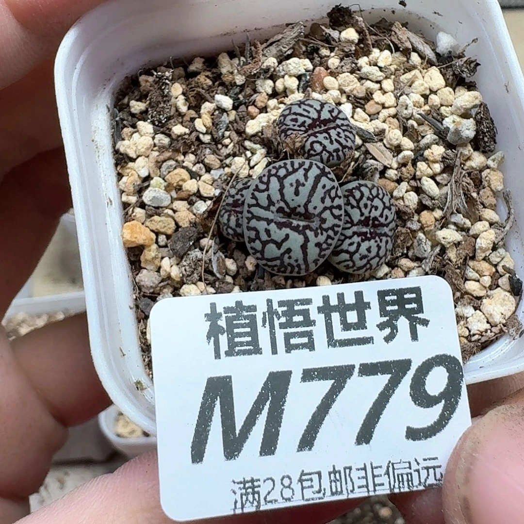 多肉植物的人生wd