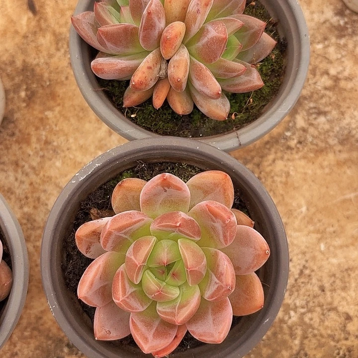 Q橙两颗（拍满18包邮、偏远地区1号链接拍运费）