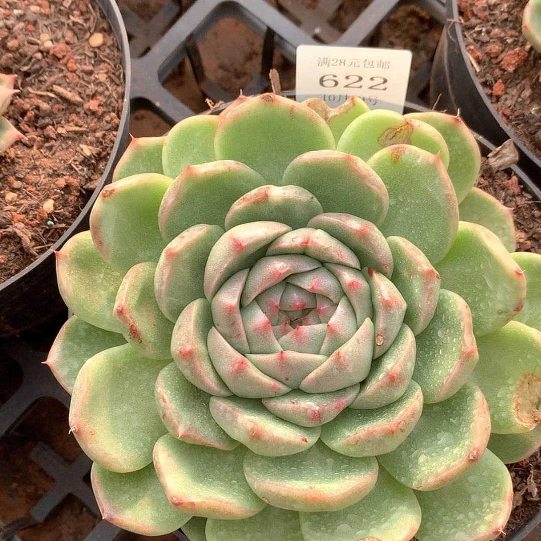 【闪购商品】云622号