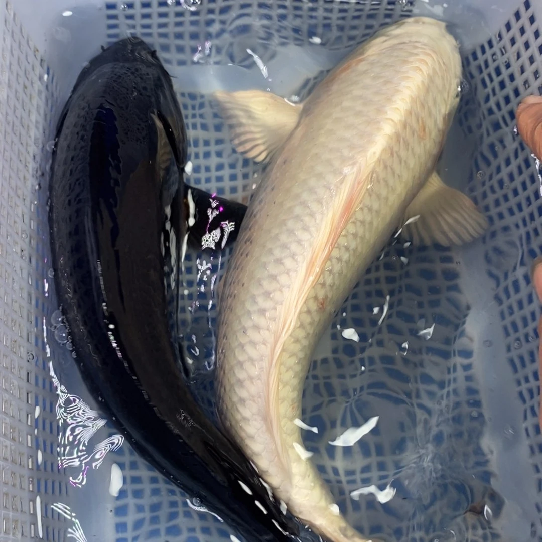 锦鲤冷水锦鲤包邮