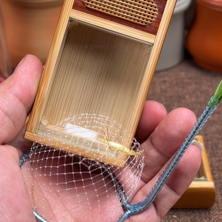 冬***蝈竹蛉盒竹蛉盒竹蛉盒