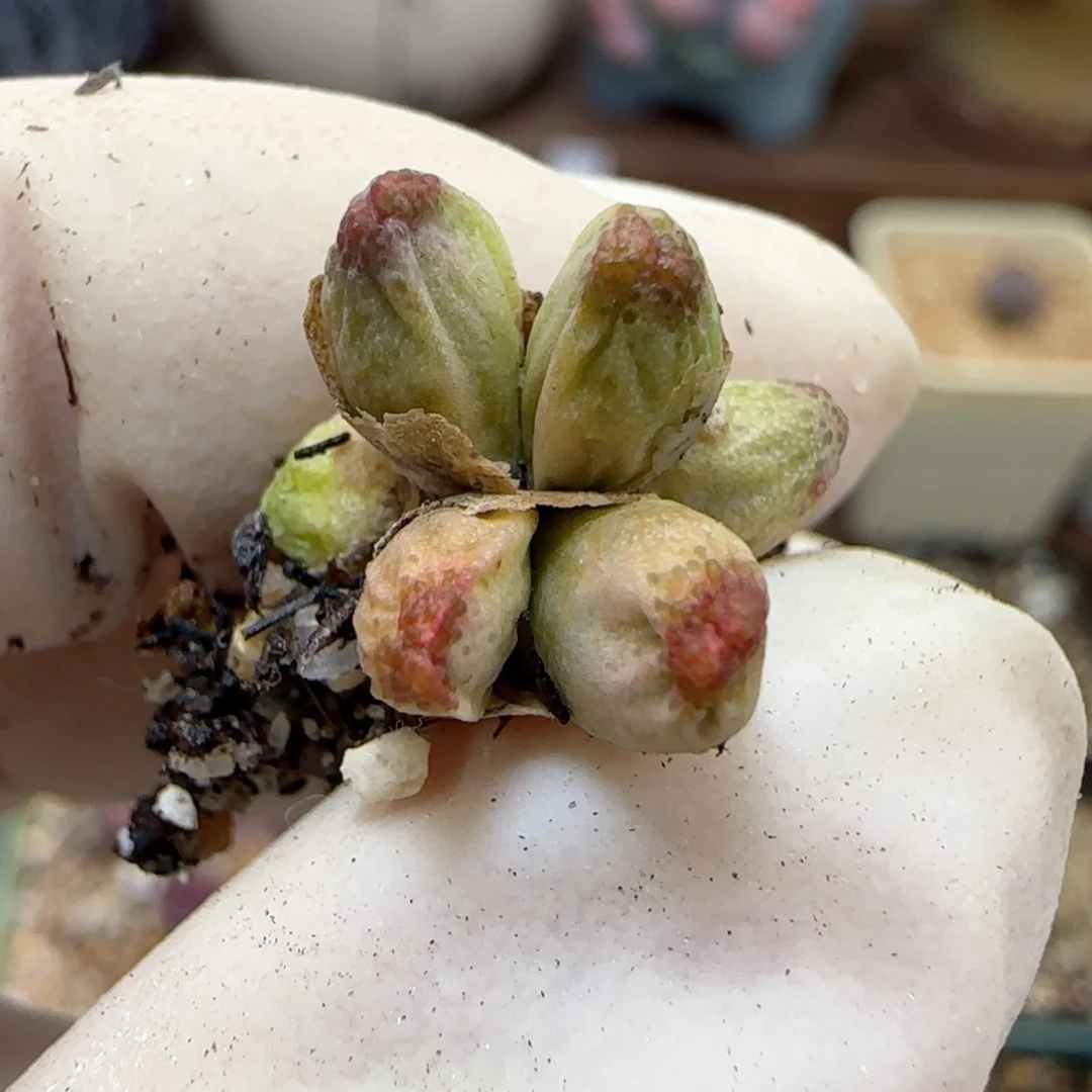 532龙猫斑马福利