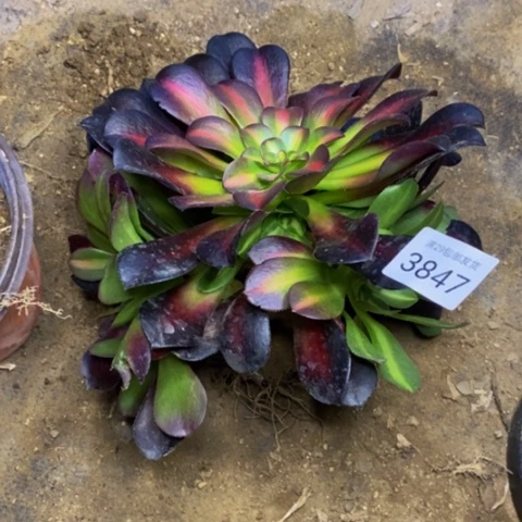 花娜锦多肉植物3847