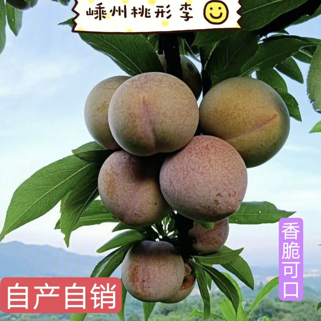 7月浙江高山水果绍兴嵊州金庭桃形李新鲜采摘坏果包赔原产地直发