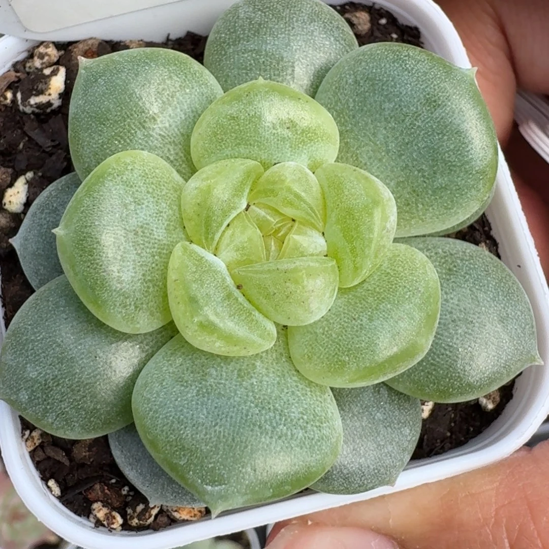 0925-033-翠微单头