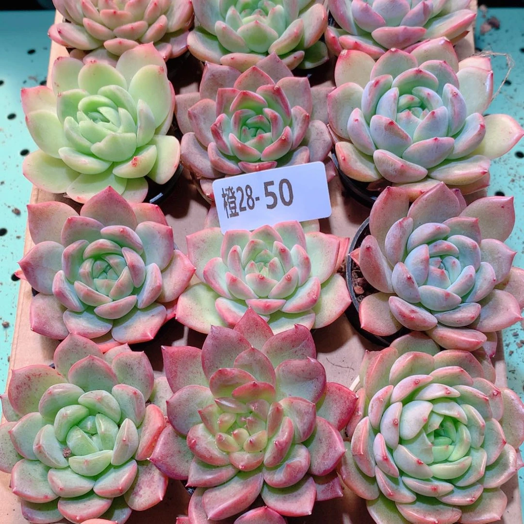 28-50一物一拍多肉带盆18颗
