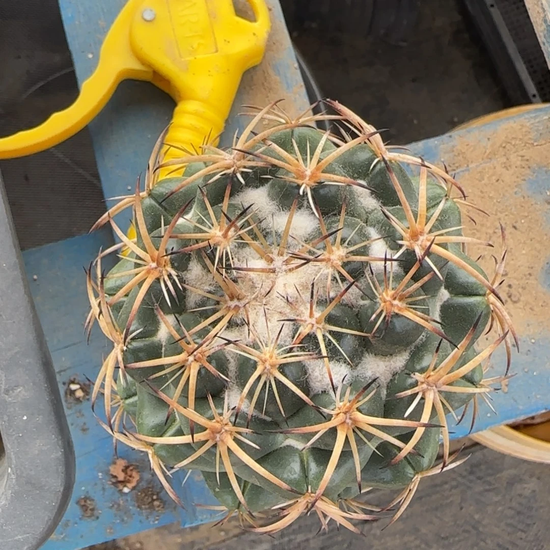 037实生云顶天司象牙多肉