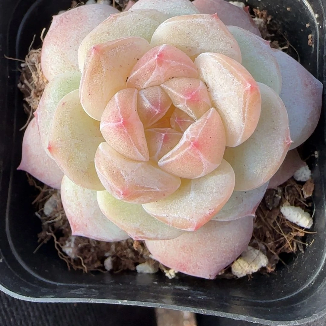 小卡拉米糖心一物一拍