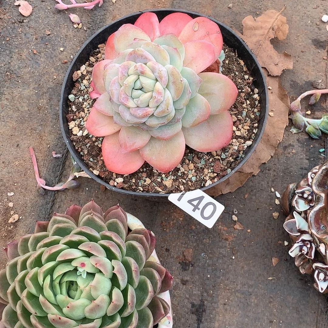 140 一物一拍多肉