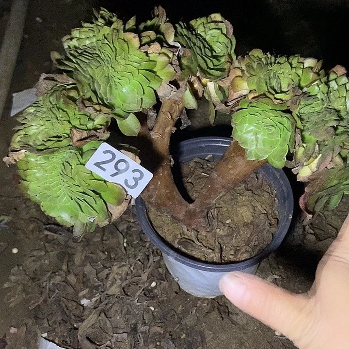 万缀多肉293多肉不包断裸根